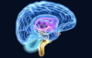 Ствол головного мозга: функции, строение, патологии