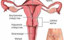 Строение органов области малого таза у женщин и мужчин: что входит и как они расположены на фото и рисунках