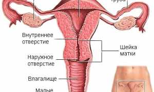 Строение органов области малого таза у женщин и мужчин: что входит и как они расположены на фото и рисунках